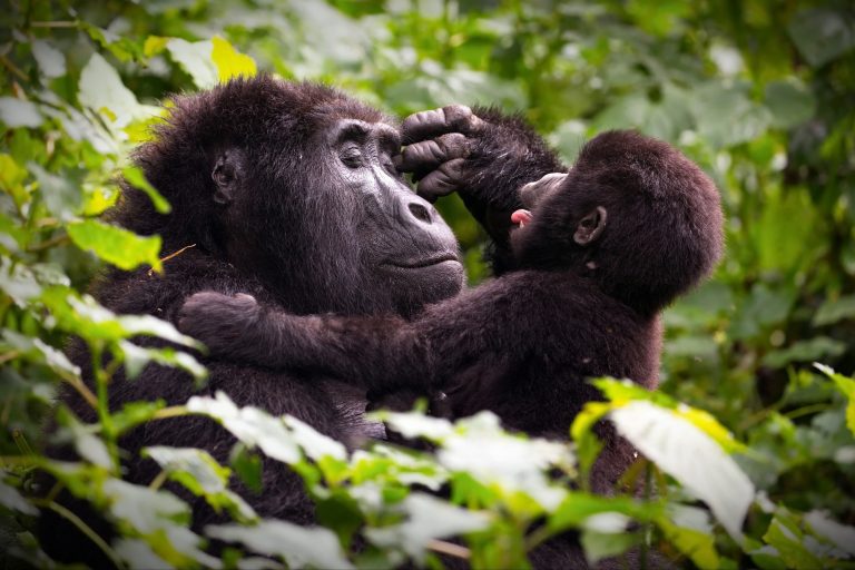 Mother gorrilla playing with her baby in a forest in Uganda
